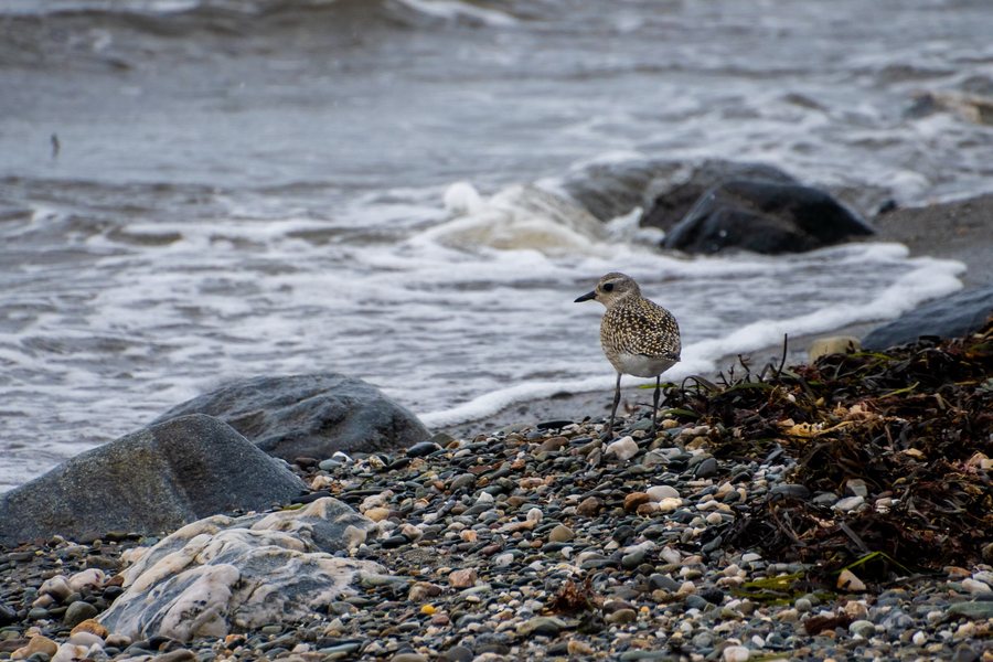 A shorebird on a stony Atlantic beach