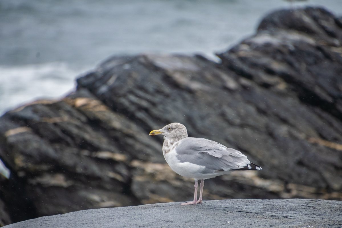 A gull standing on dark coastal rock
