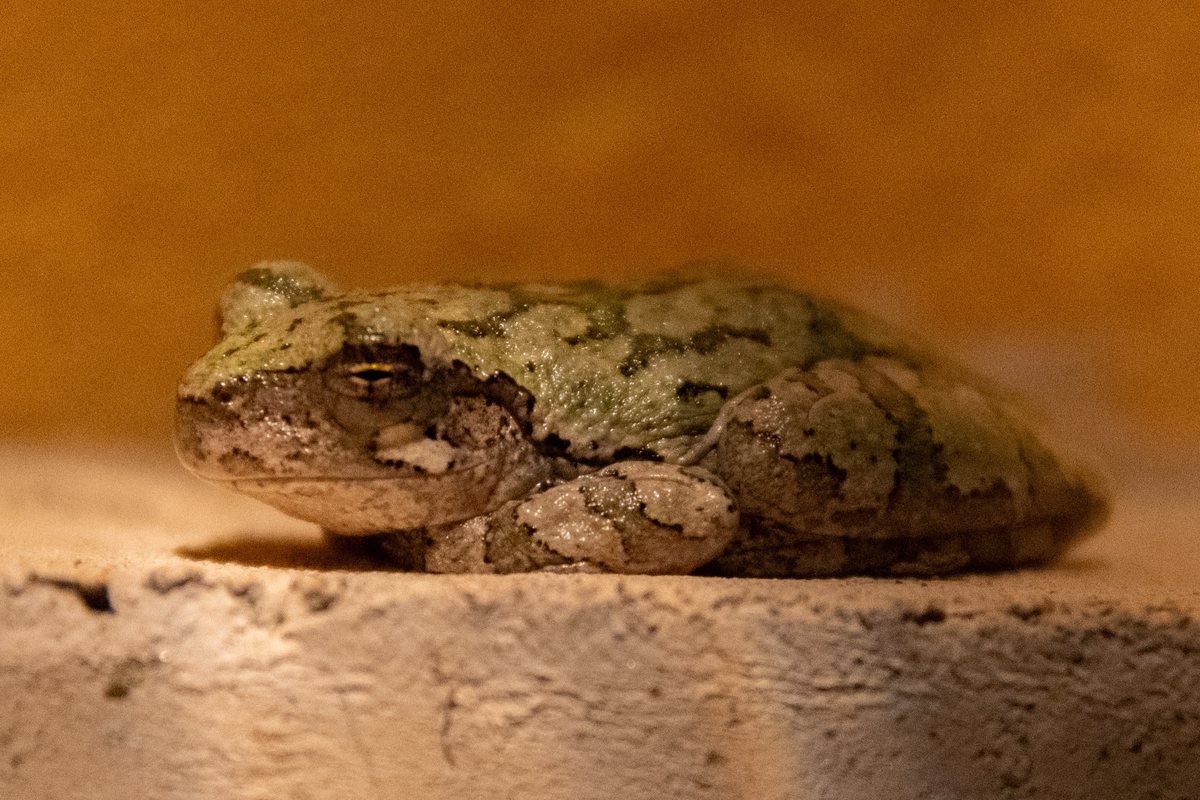 A tree frog resting on a ledge, seen from the side