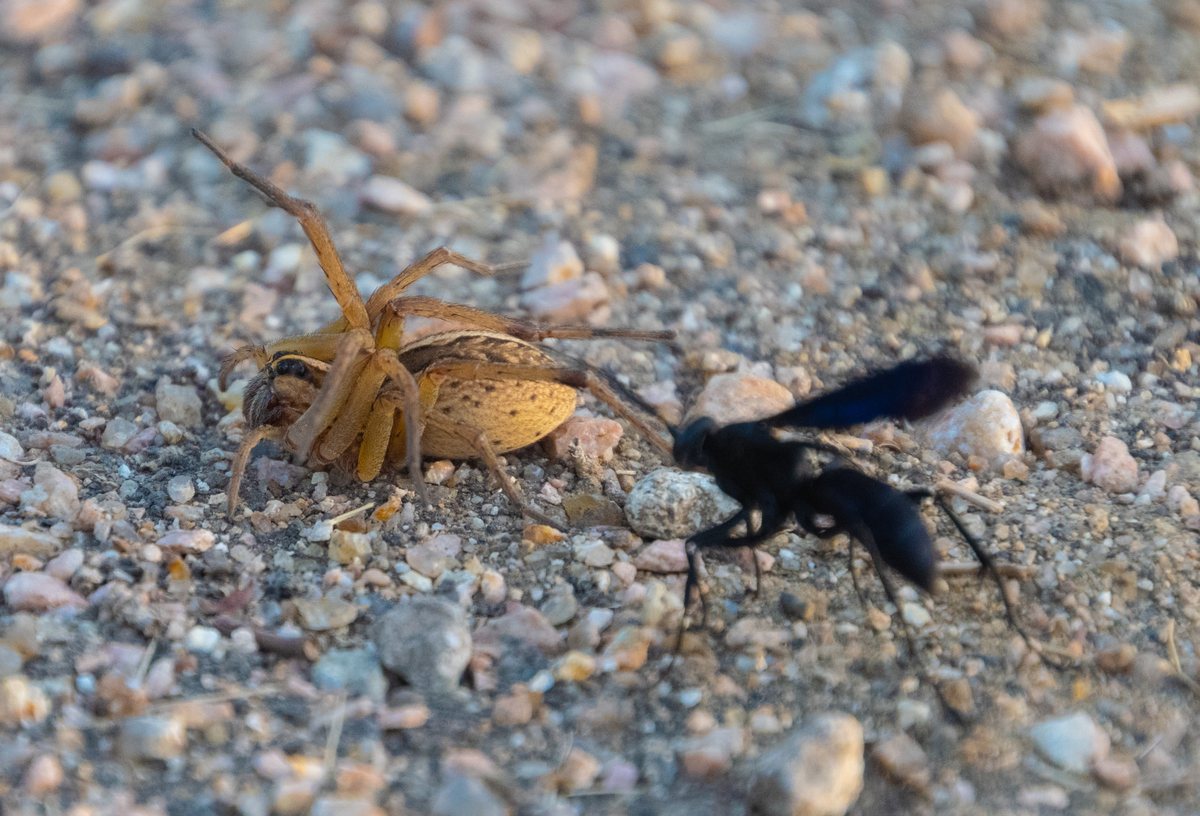 A wasp circling a pale spider on gravel