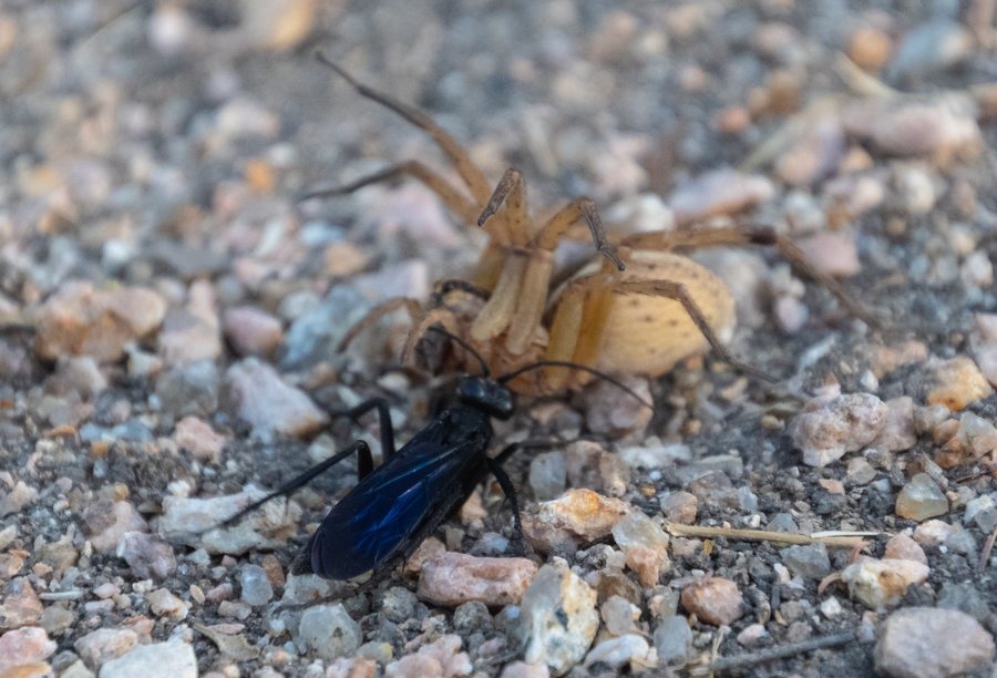 A wasp and spider observed closely on gravel