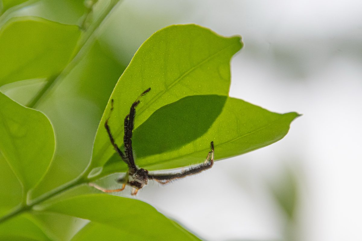 A spider clinging beneath a backlit leaf