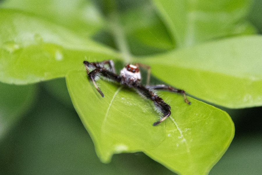 A close view of a spider on a green leaf