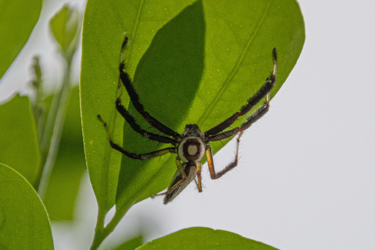 The underside of a spider on a leaf