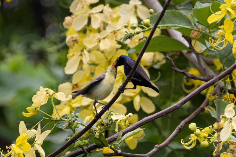 Two sunbirds visiting a flowering tree