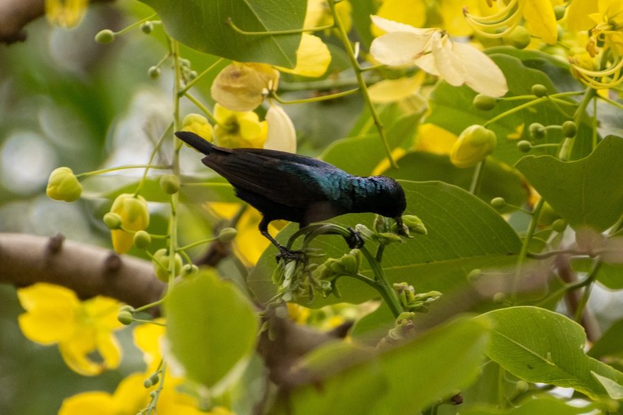 A sunbird feeding among flowers and foliage