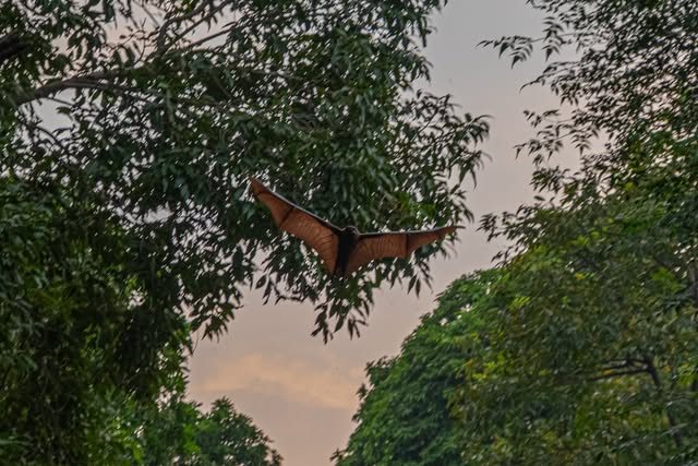 A bat flying beneath a canopy of trees