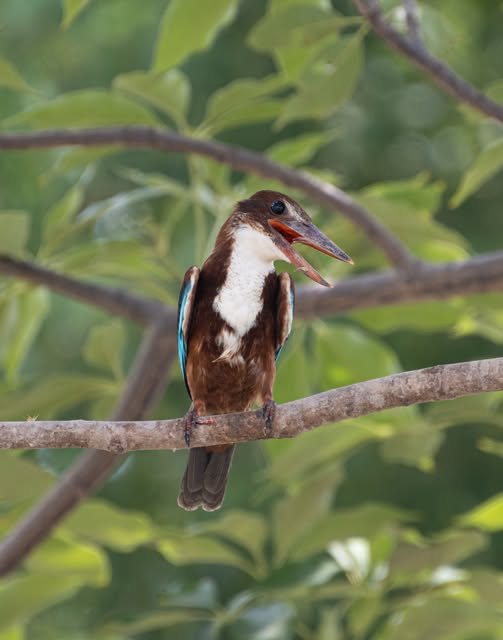 A kingfisher perched among green leaves