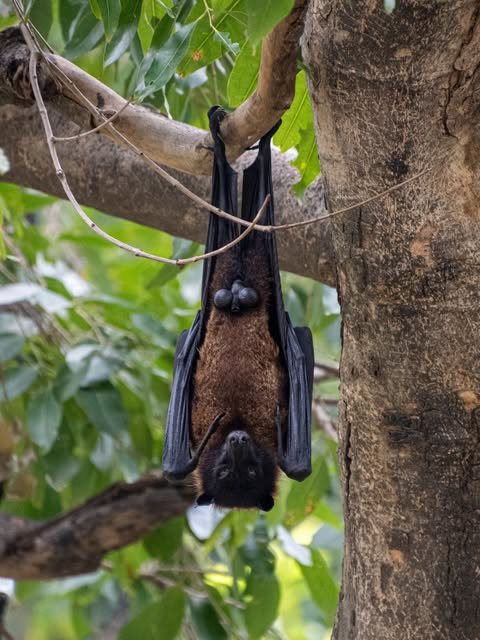 A bat hanging from a tree trunk