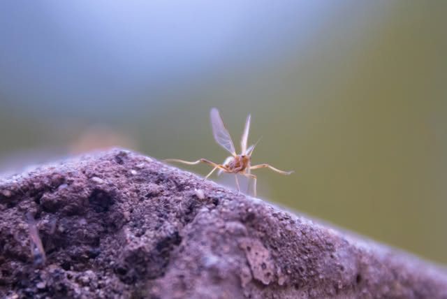 A delicate winged insect on a purple rock