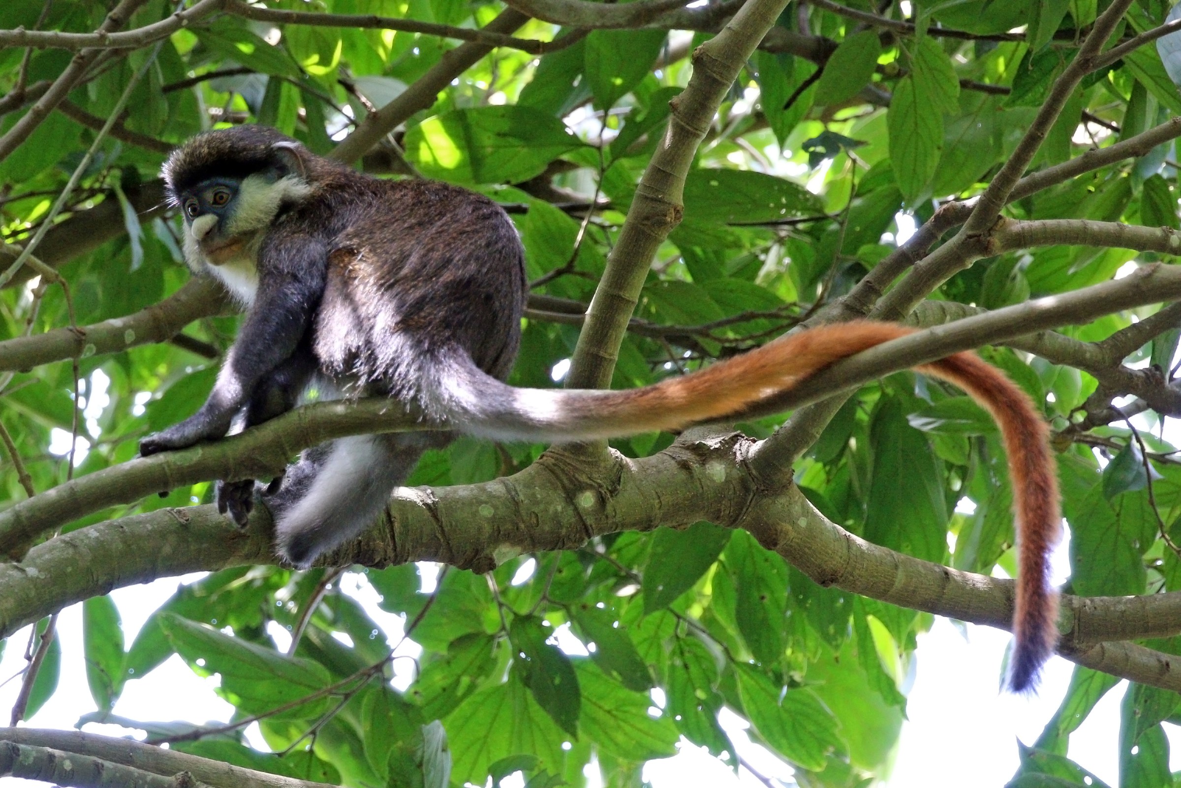 A red-tailed monkey crouched on a branch among green leaves, its long copper tail draped over the branch behind it.