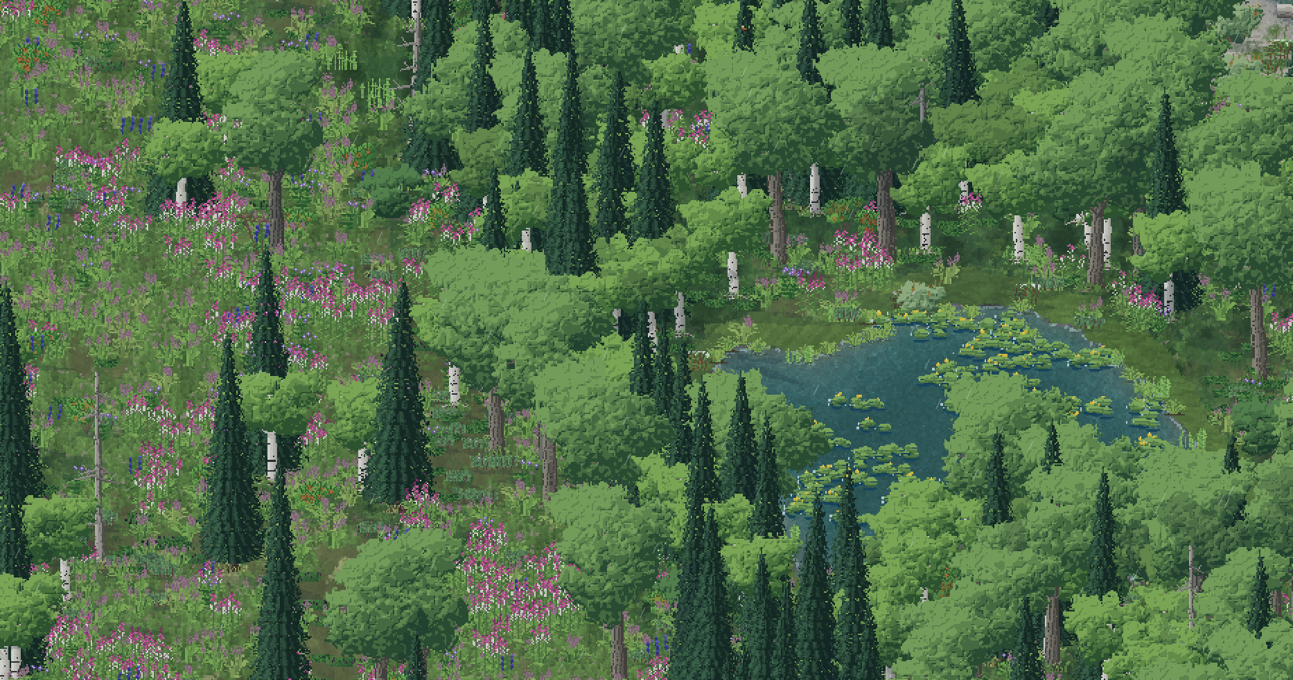 Spruce and birch forest with fireweed in flower around a small pond covered in lily pads